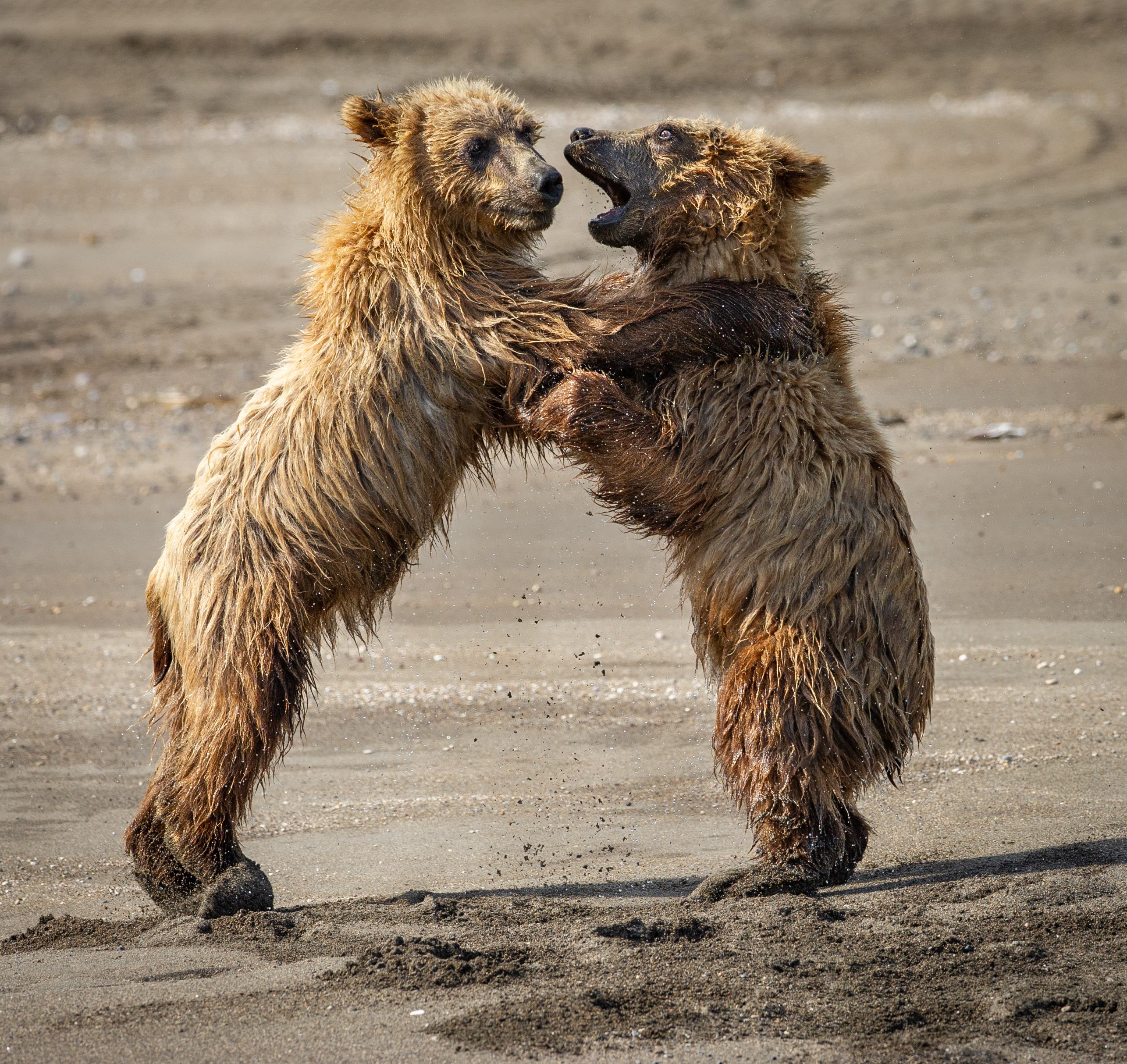 Bears Playing